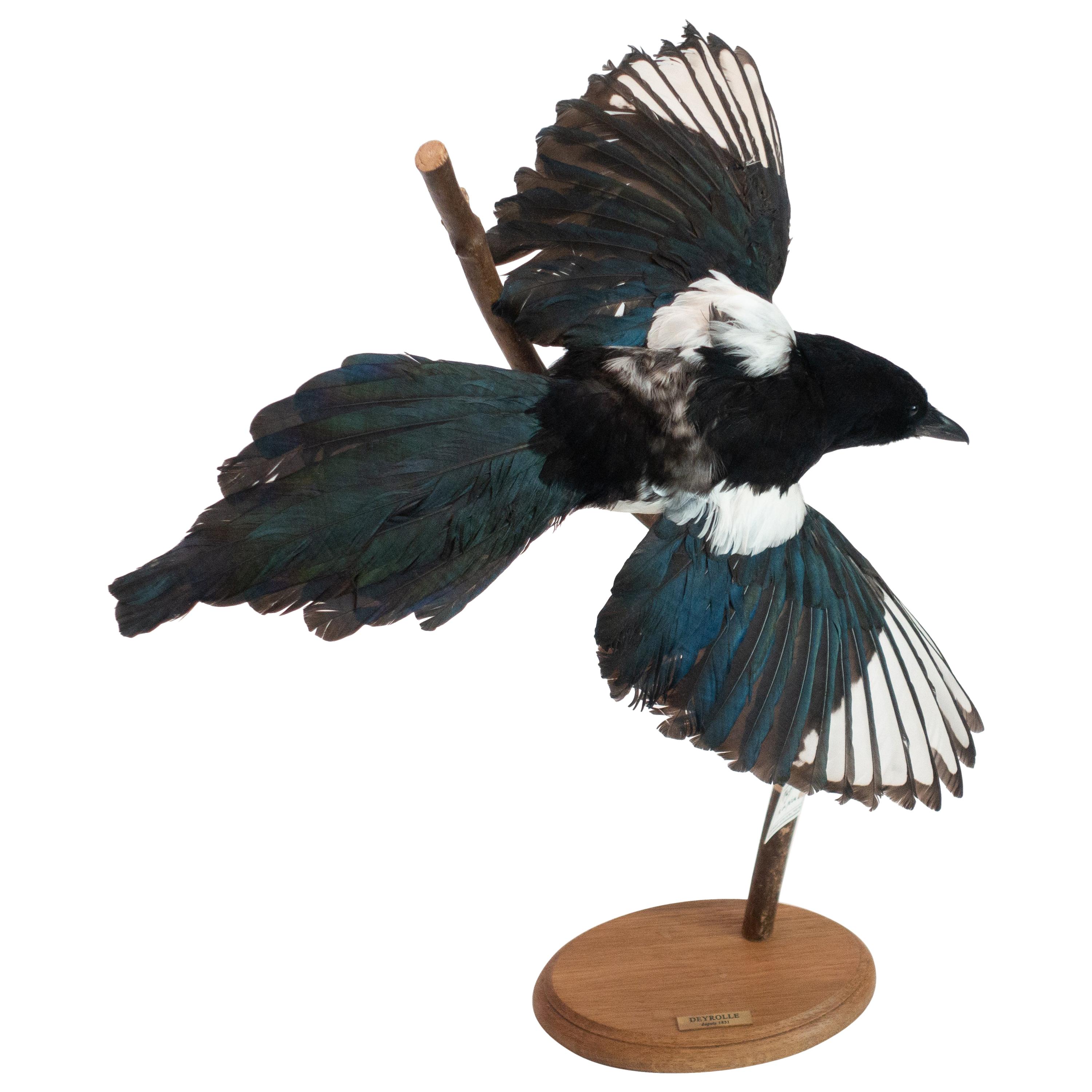 Magpie Mounted Taxidermy Specimen