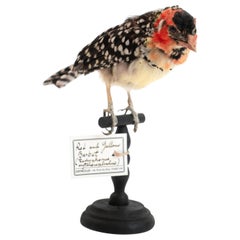 Red and Yellow Barbet Mounted Taxidermy Specimen