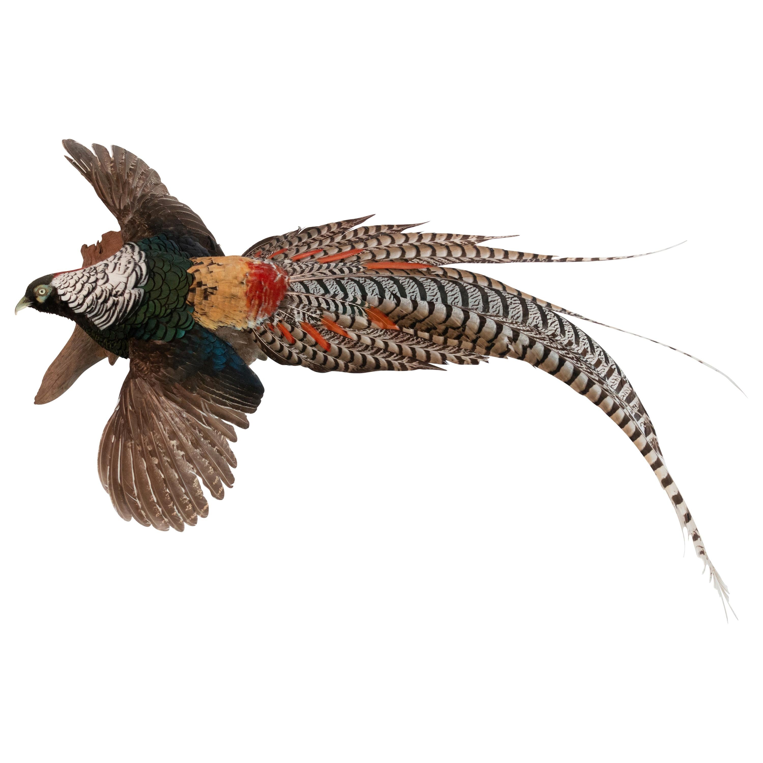 Lady Amherst Pheasant Wall Mounted Taxidermy Specimen