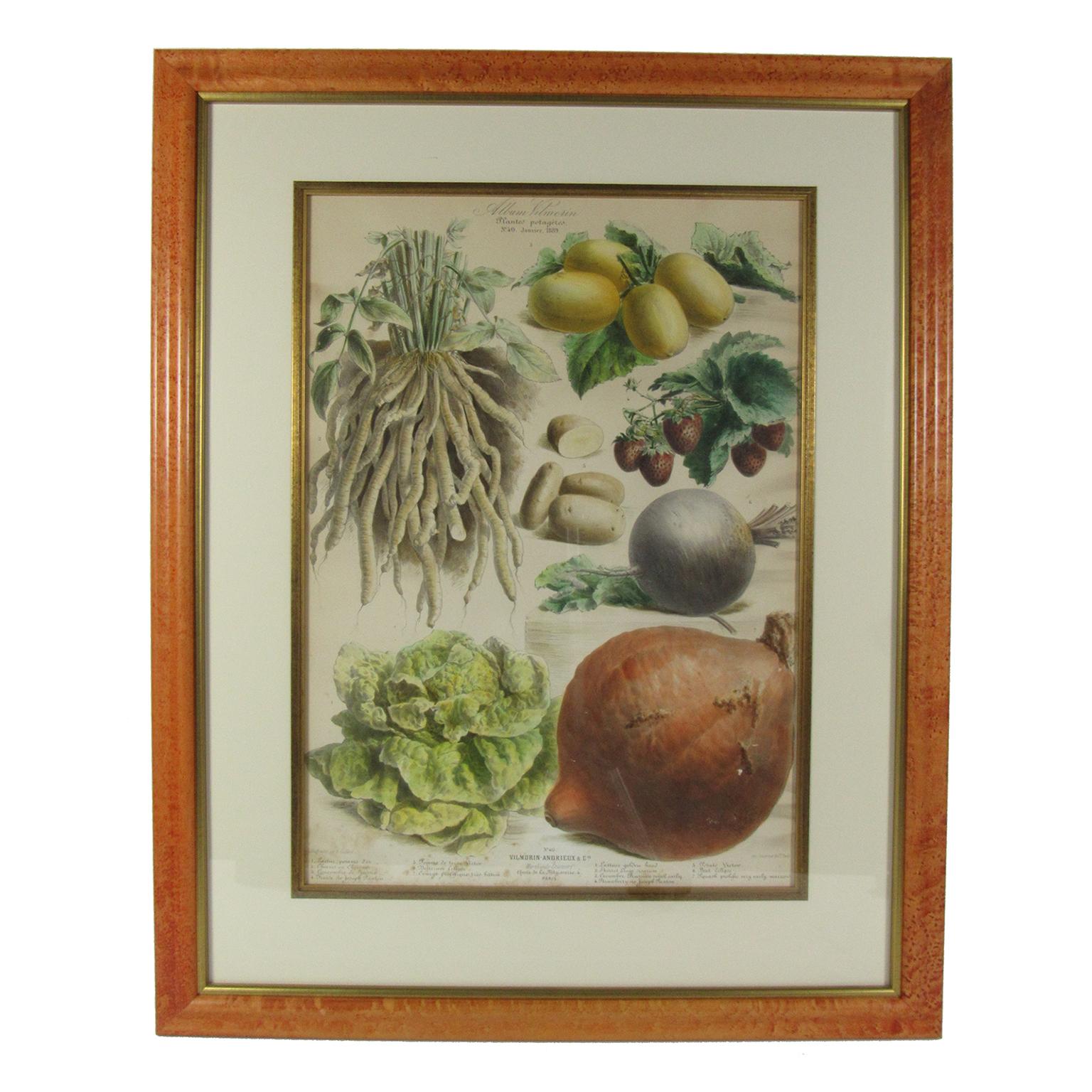 Antique 19th Century French Vilmorin-Andrieux & Cie Vegetable Poster For Sale