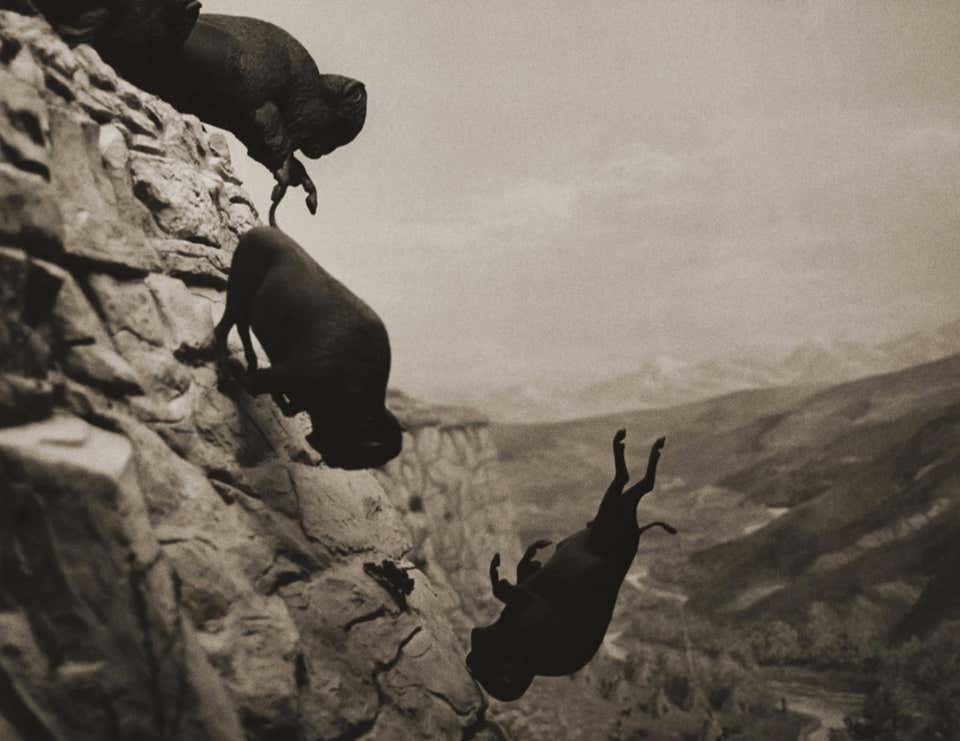 Untitled (Buffaloes), Black and White Photograph by David Wojnarowicz