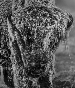David Yarrow - 25 Degrees Below (B&N) di David Yarrow - Parco nazionale di Yellowstone - Bisonte 25 Degrees Below (B&N) di David Yarrow - Parco nazionale di Yellowstone - Bisonte