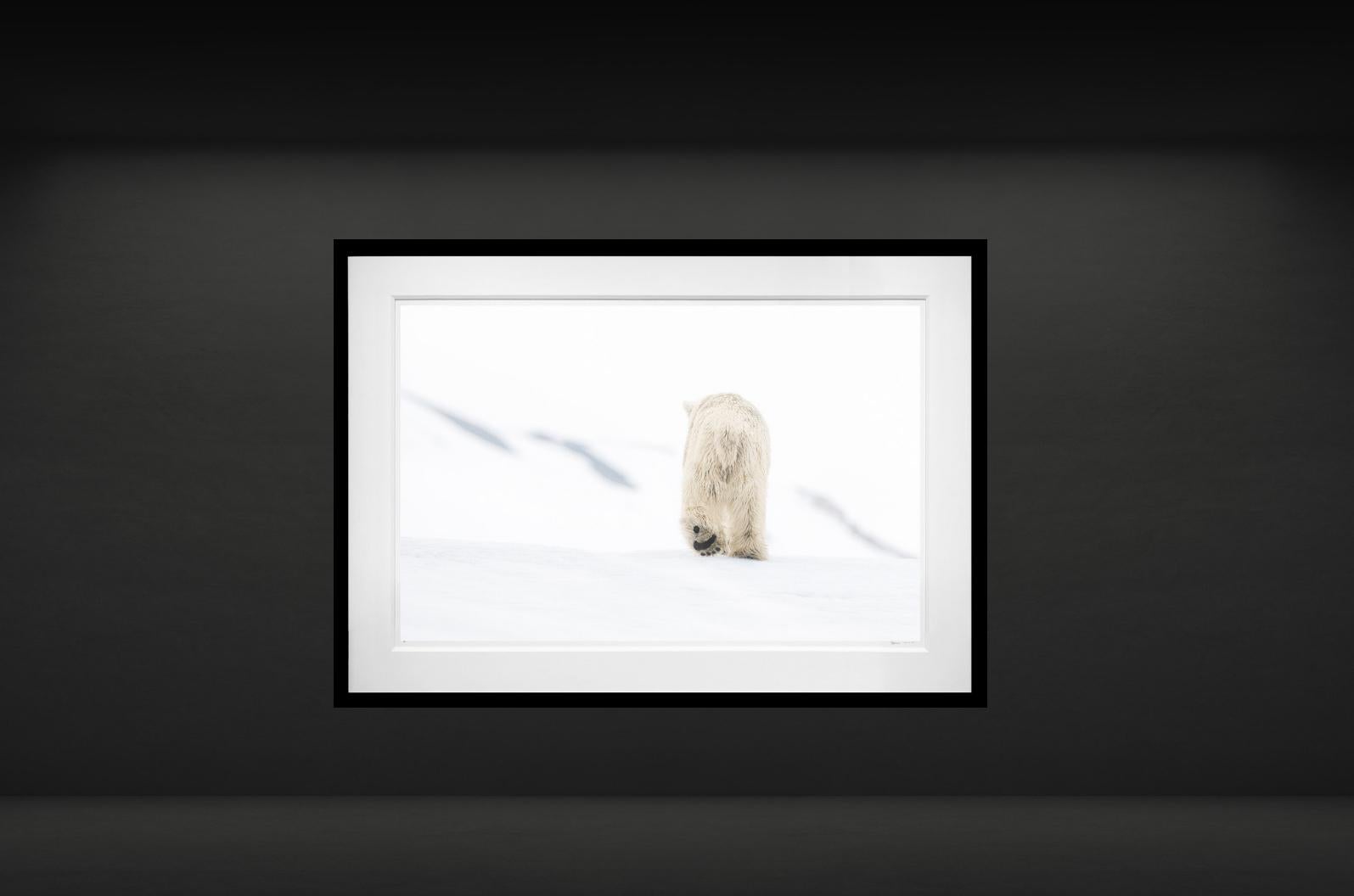 78 Degrees North (Farbe) von David Yarrow - Contemporary Wildlife Photography im Angebot 1