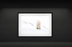 78 Degrees North (Colour) by David Yarrow - Contemporary Wildlife Photography