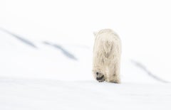 78 Degrees North (Colour) by David Yarrow - Contemporary Wildlife Photography
