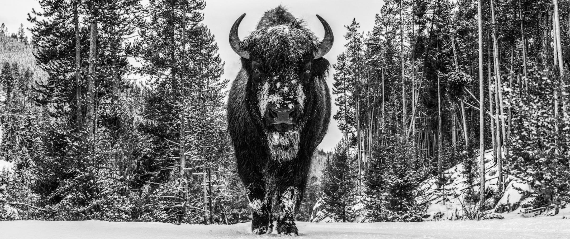 A Walk in the Woods by David Yarrow - Wildlife Photography - New Release - Bison