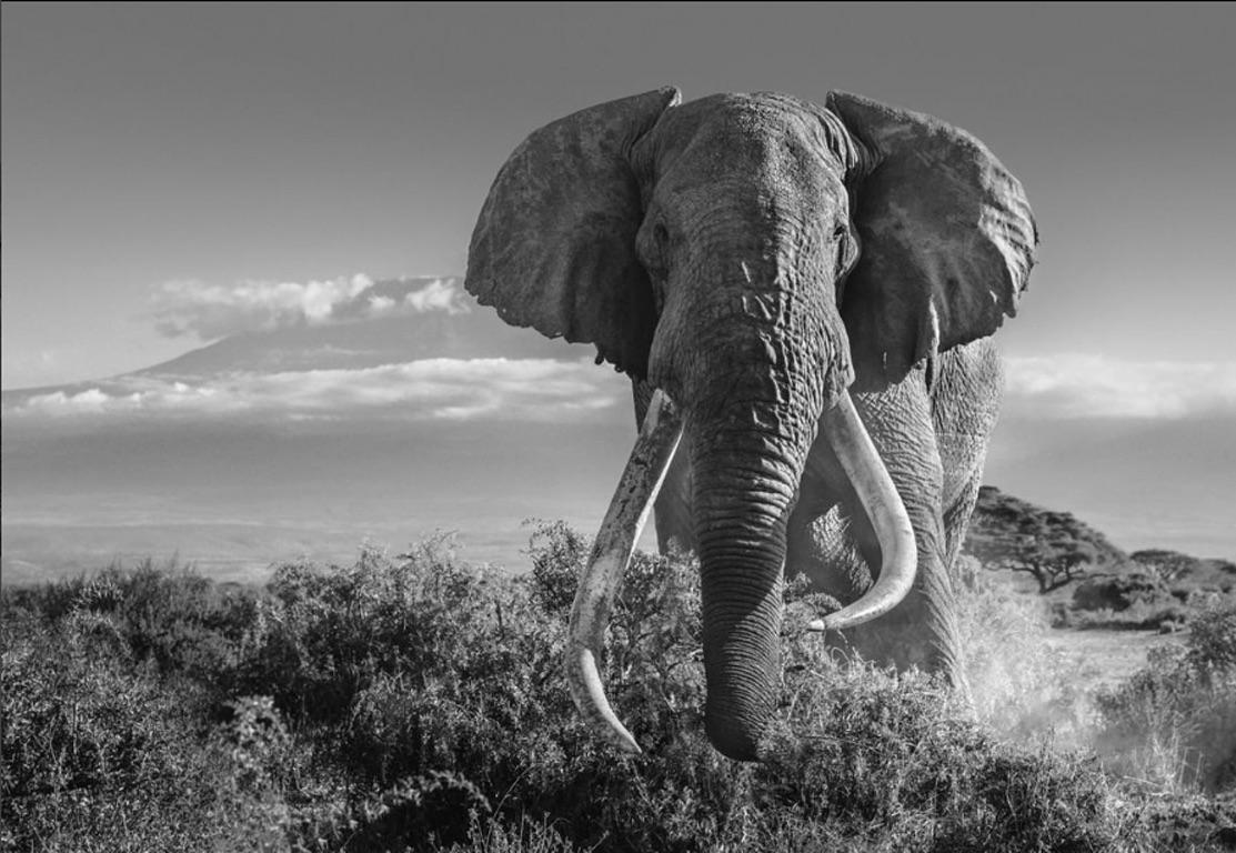 David Yarrow Black and White Photograph - Africa 2