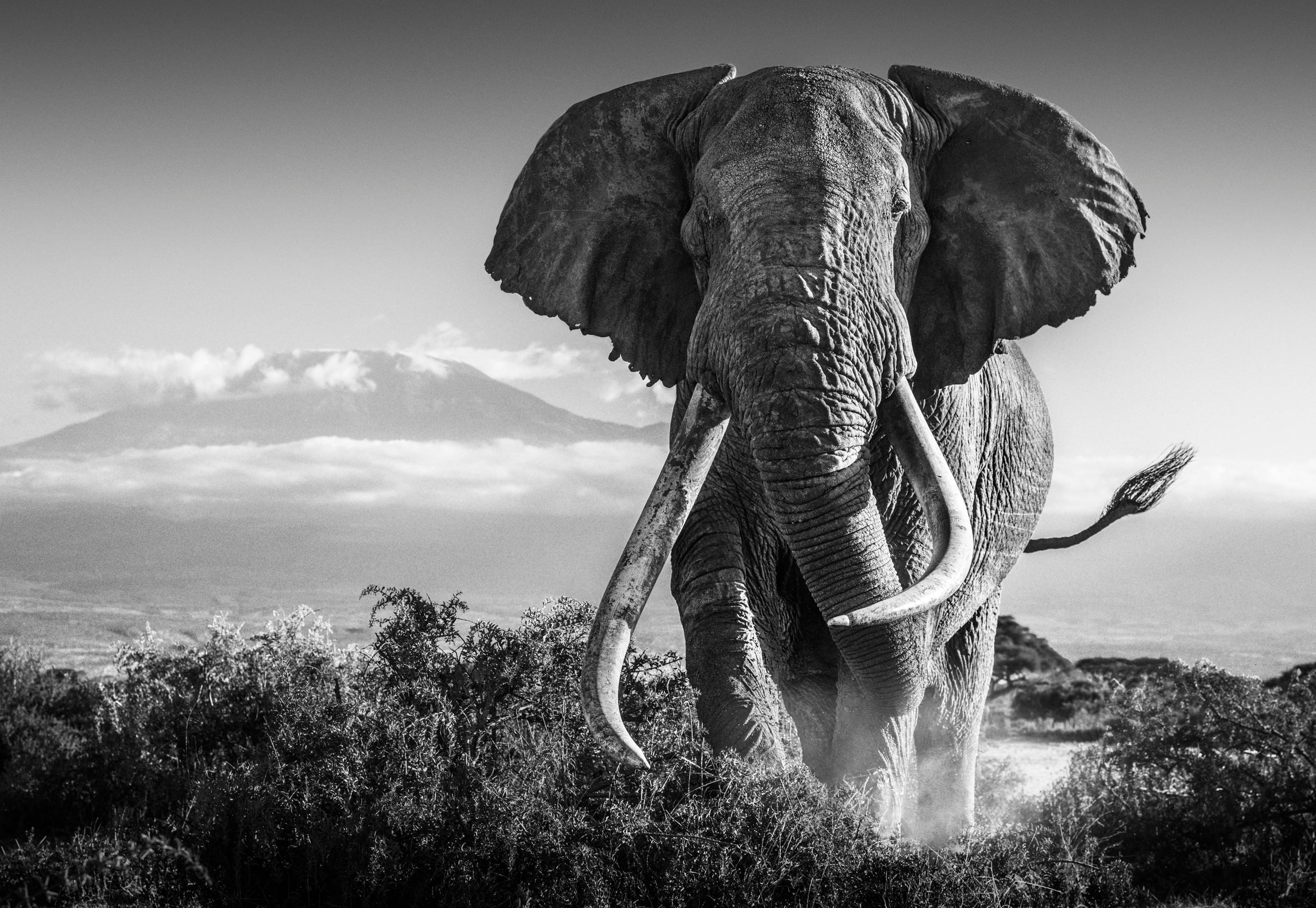 David Yarrow Black and White Photograph - AFRICA