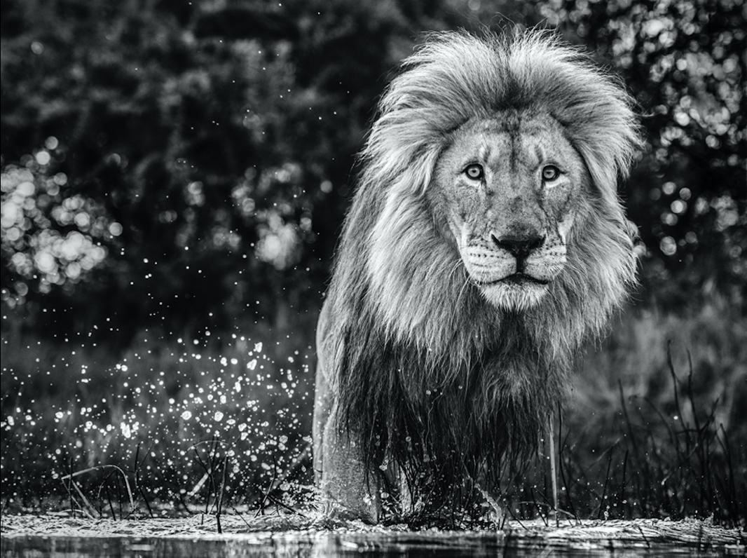 David Yarrow Black and White Photograph - After the Flood