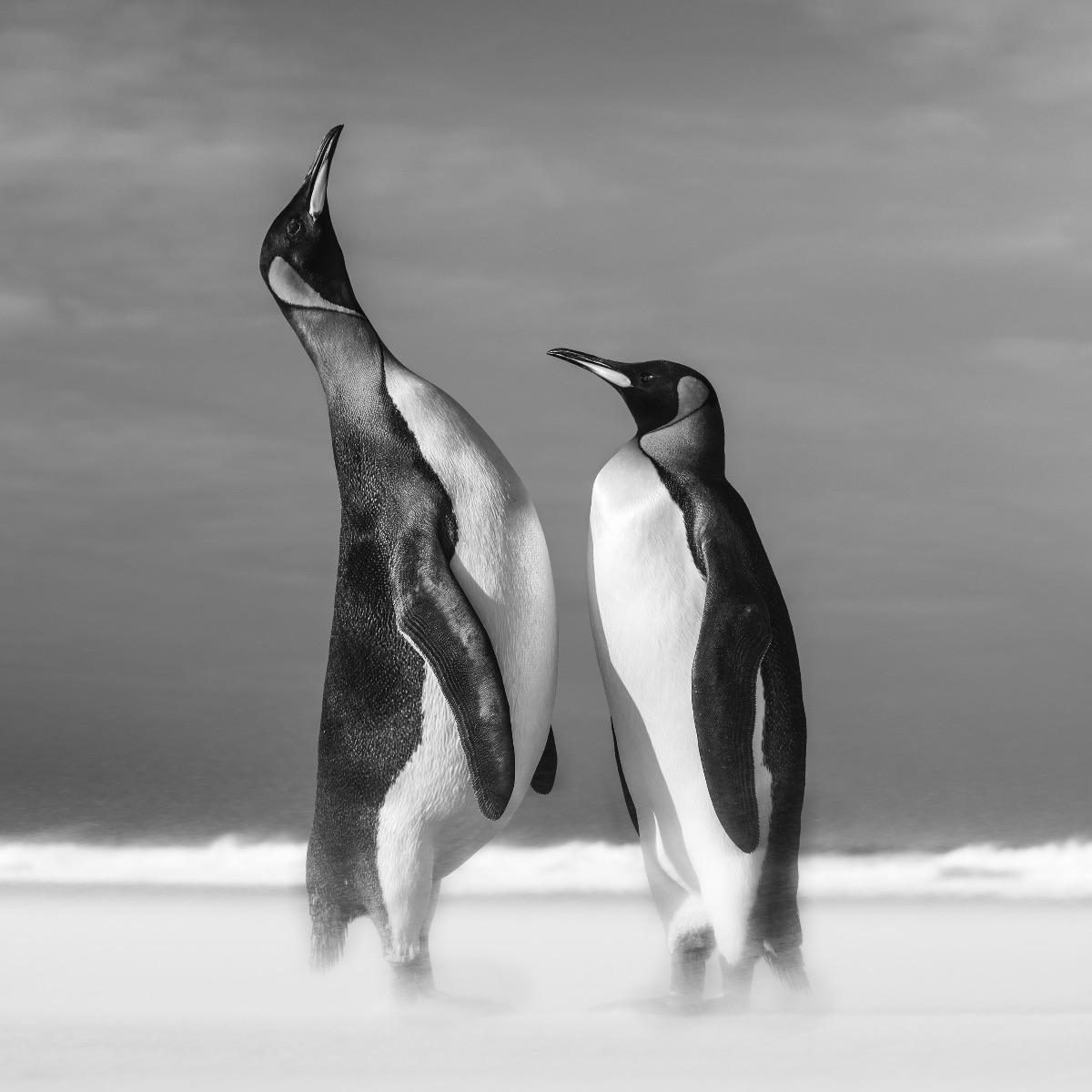 David Yarrow Black and White Photograph - All You Need Is Love