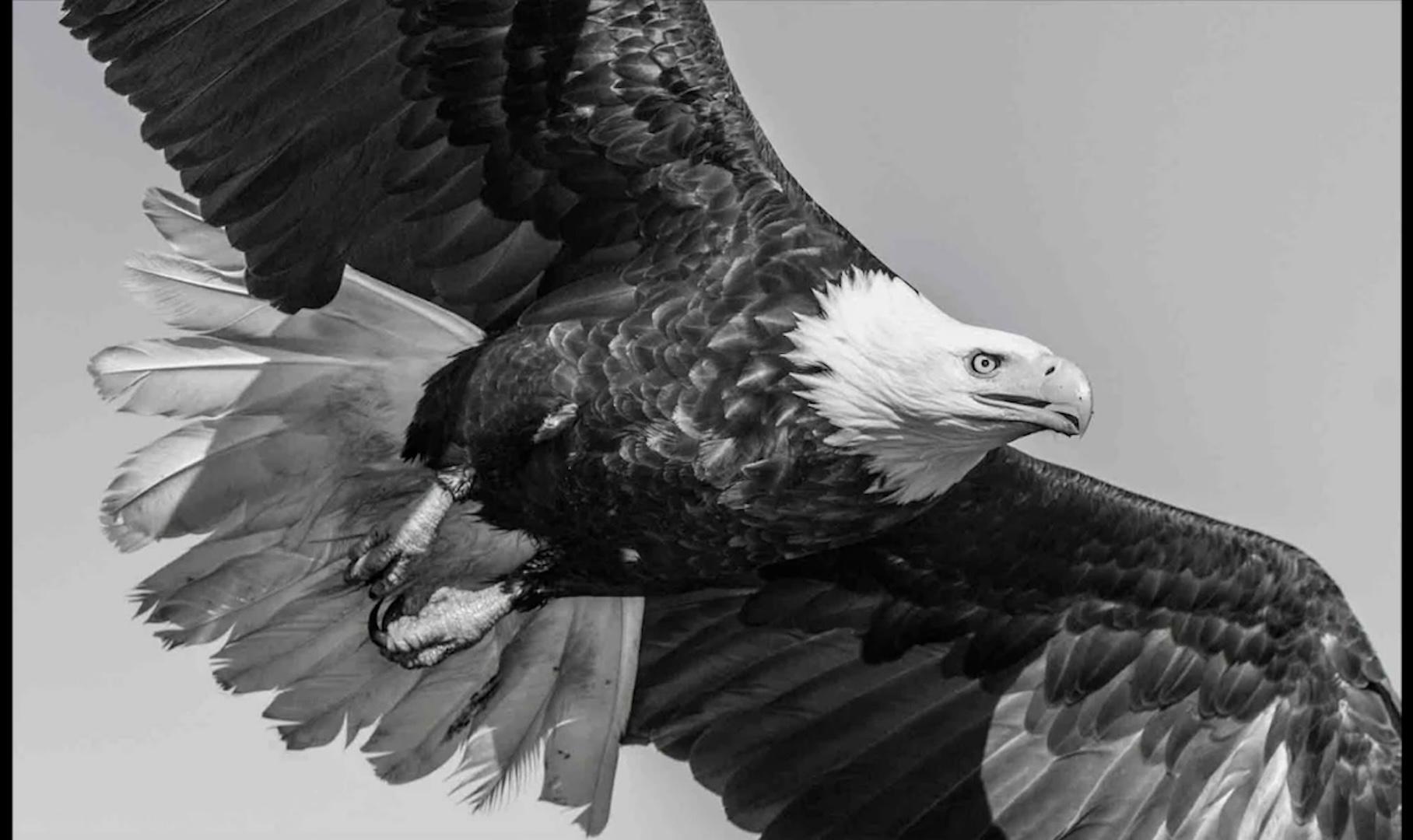 American Eagle by David Yarrow - Contemporary Wildlife Photography - Birds