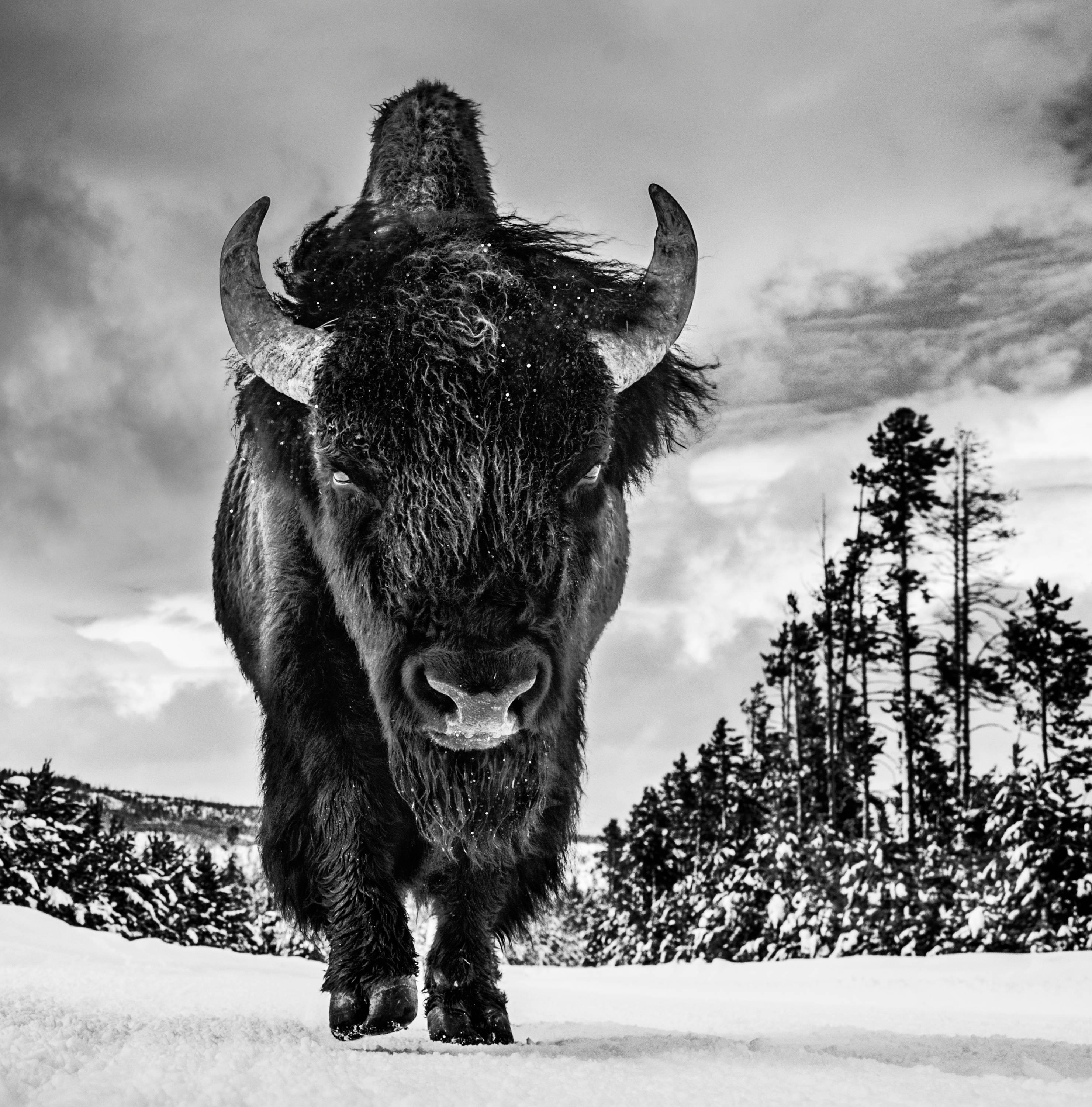 American Idol de David Yarrow - Bisonte - Parque Nacional de Yellowstone