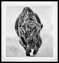 American Primeval (B&W) by David Yarrow - Bison - Wildlife Photography