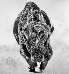 American Primeval (B&W) by David Yarrow - Bison - Wildlife Photography