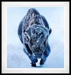American Primeval (Colour) by David Yarrow - Bison - Wildlife Photography