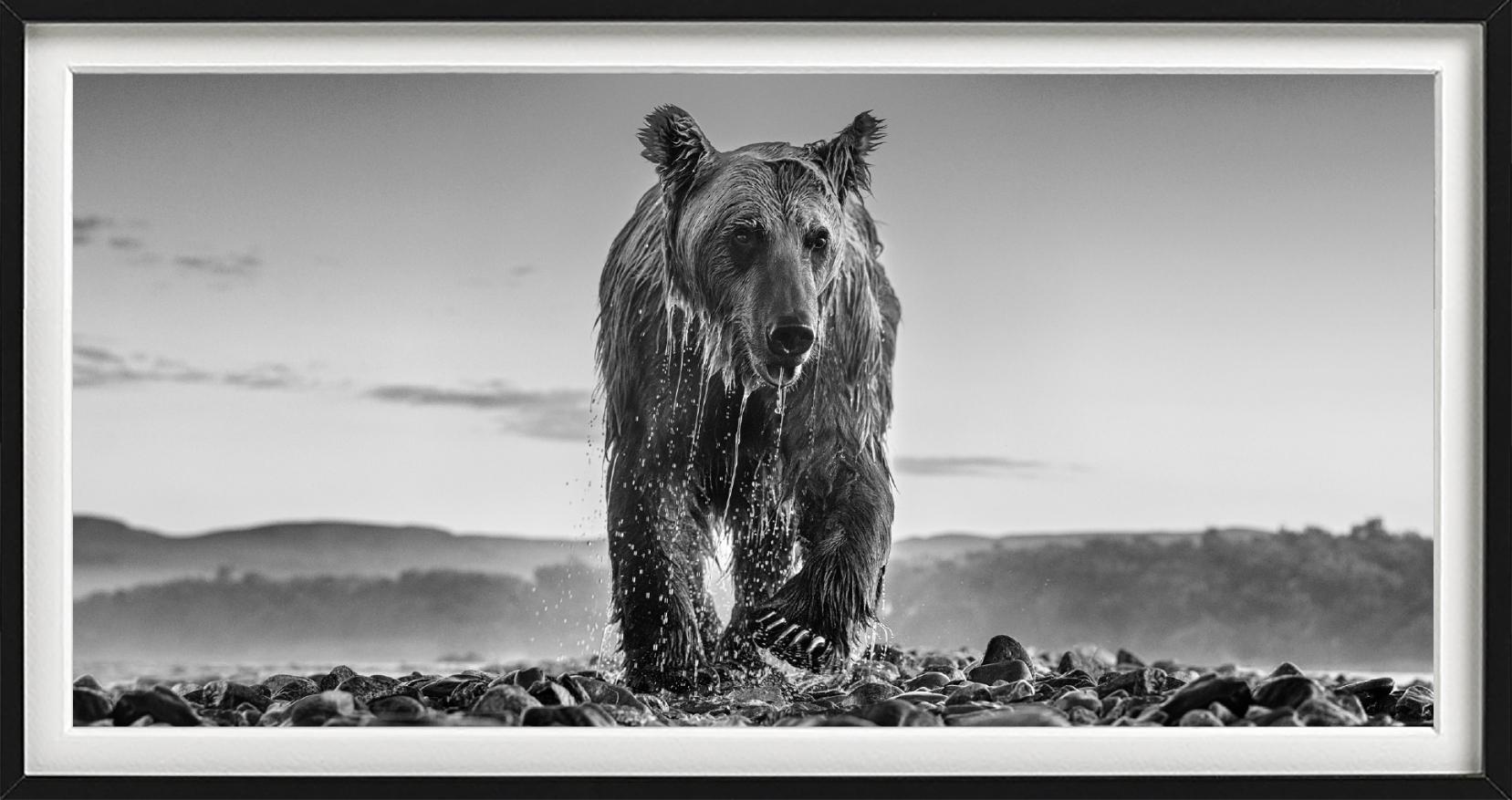 'Bear Island' - bear climbing out of a river, fine art photography, 2023 - Photograph by David Yarrow