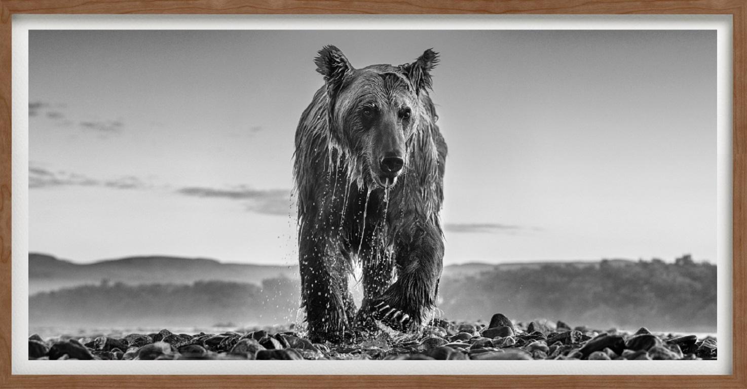 'Bear Island' - bear climbing out of a river, fine art photography, 2023 - Contemporary Photograph by David Yarrow