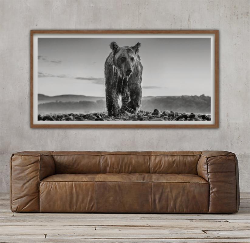 'Bear Island' - bear climbing out of a river, fine art photography, 2023 - Gray Figurative Photograph by David Yarrow
