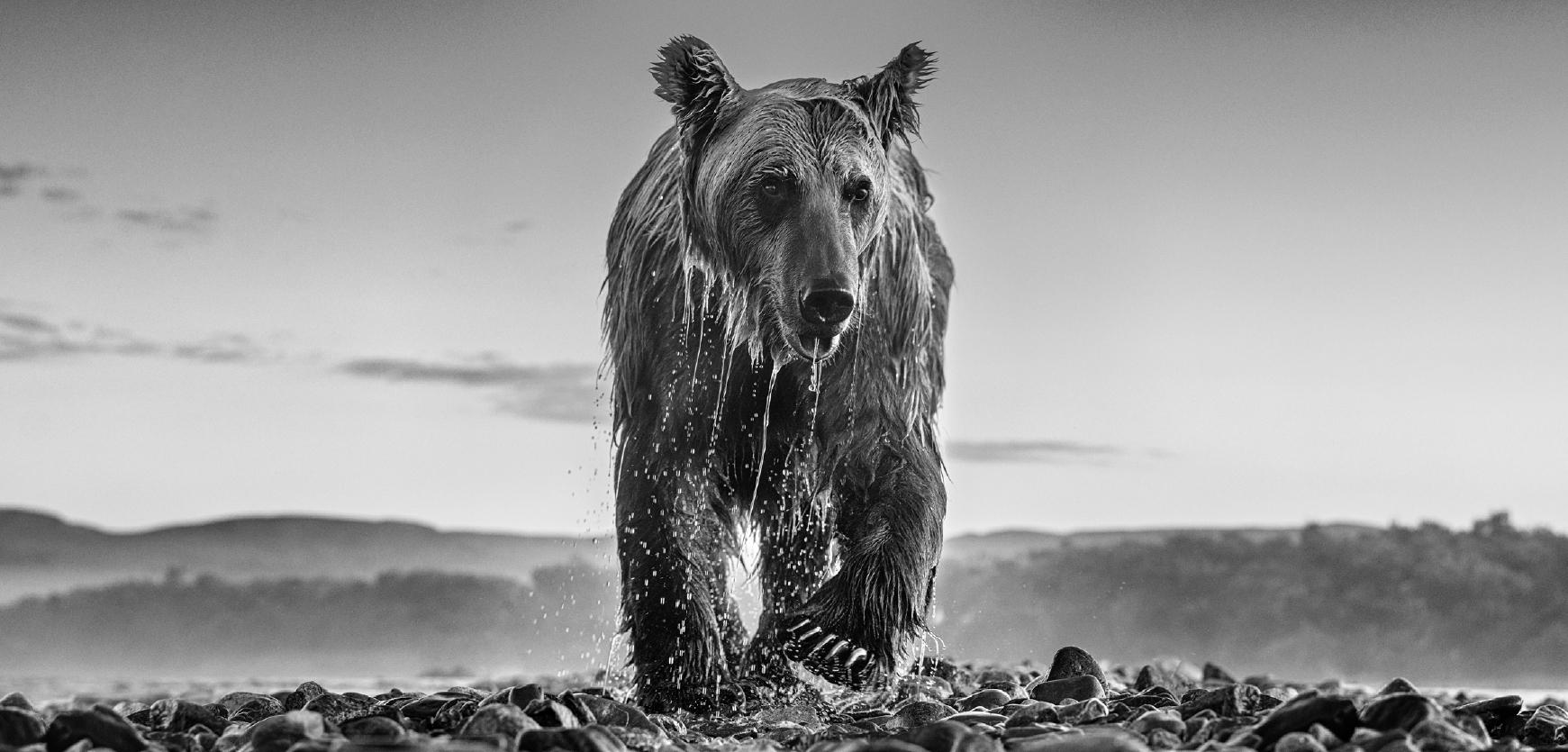 David Yarrow Figurative Photograph - 'Bear Island' - bear climbing out of a river, fine art photography, 2023