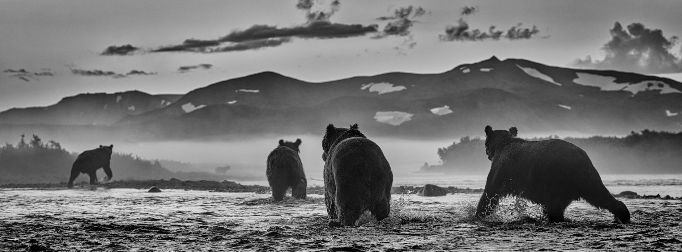 David Yarrow Black and White Photograph - 'Bear Market' - a group of Bears in a lake, fine art photography, 2023