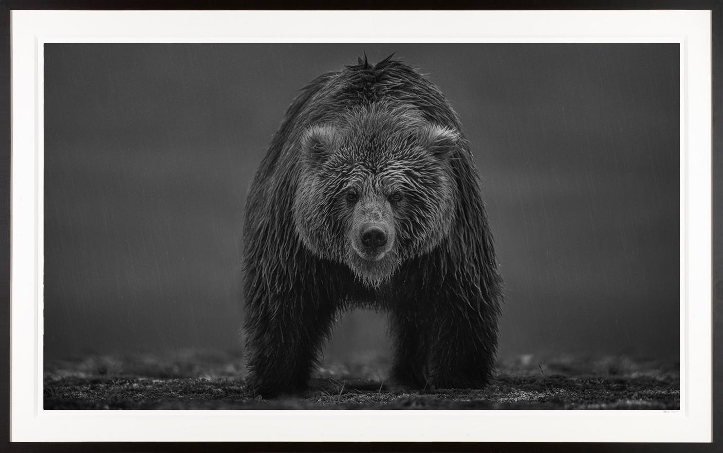 "Bearish" Awesome Brown Bear shot in Alaska LAST ONE AVAILABLE