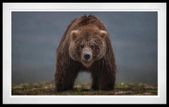 Bearish (Colour) by David Yarrow - Contemporary Wildlife Photography