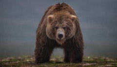Bearish (Colour) by David Yarrow - Contemporary Wildlife Photography