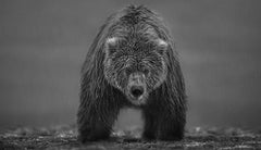 Bearish II, Alaska by David Yarrow - Contemporary Wildlife Photography