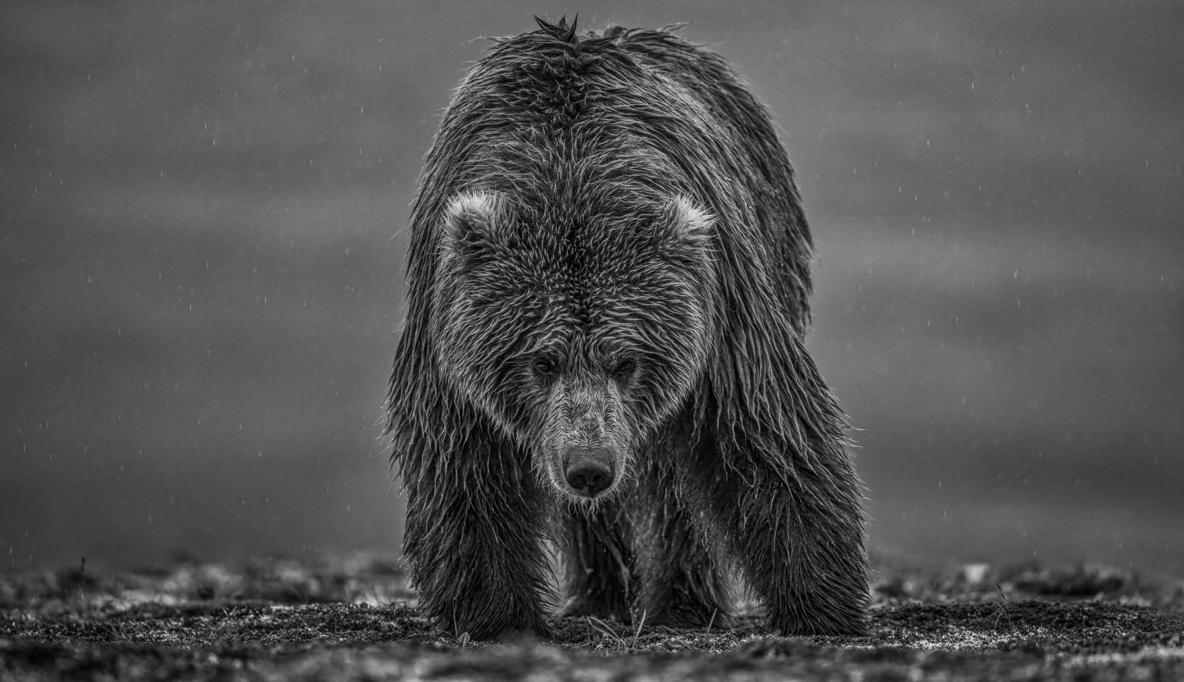 "Bearish III" 
Katmai National Park, Alaska, 2021 

Archival Pigment Print on 315gsm Hahnemühle Photo Rag Baryta Paper 

Large
Edition Size: 12, 3 APs, 1 EP
Unframed Size: 56" x 97"
Framed Size: 71" x 112"

Standard
Edition Size: 12, 3 APs, 1