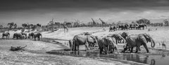 Before Man, Botswana by David Yarrow - Contemporary Wildlife Photography 