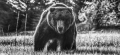 „Vorsicht vor dem Bären“ (Schwarz-Weiß) von David Yarrow – Braunbär – Naturfotografie
