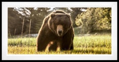 „Vorsicht vor dem Bären“ (Farbbild) von David Yarrow – Braunbär – Naturfotografie