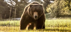 „Vorsicht vor dem Bären“ (Farbbild) von David Yarrow – Braunbär – Naturfotografie