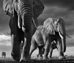 BIG, Kenya by David Yarrow - Contemporary Wildlife Photography - Elephants