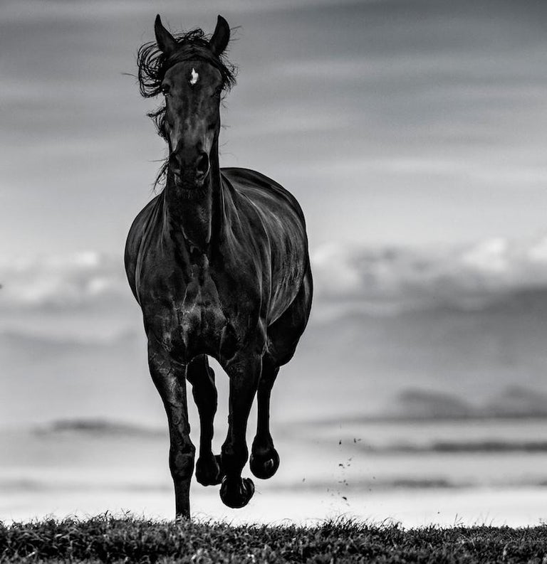 David Yarrow Black Beauty, Animal Print, Black and White Photography