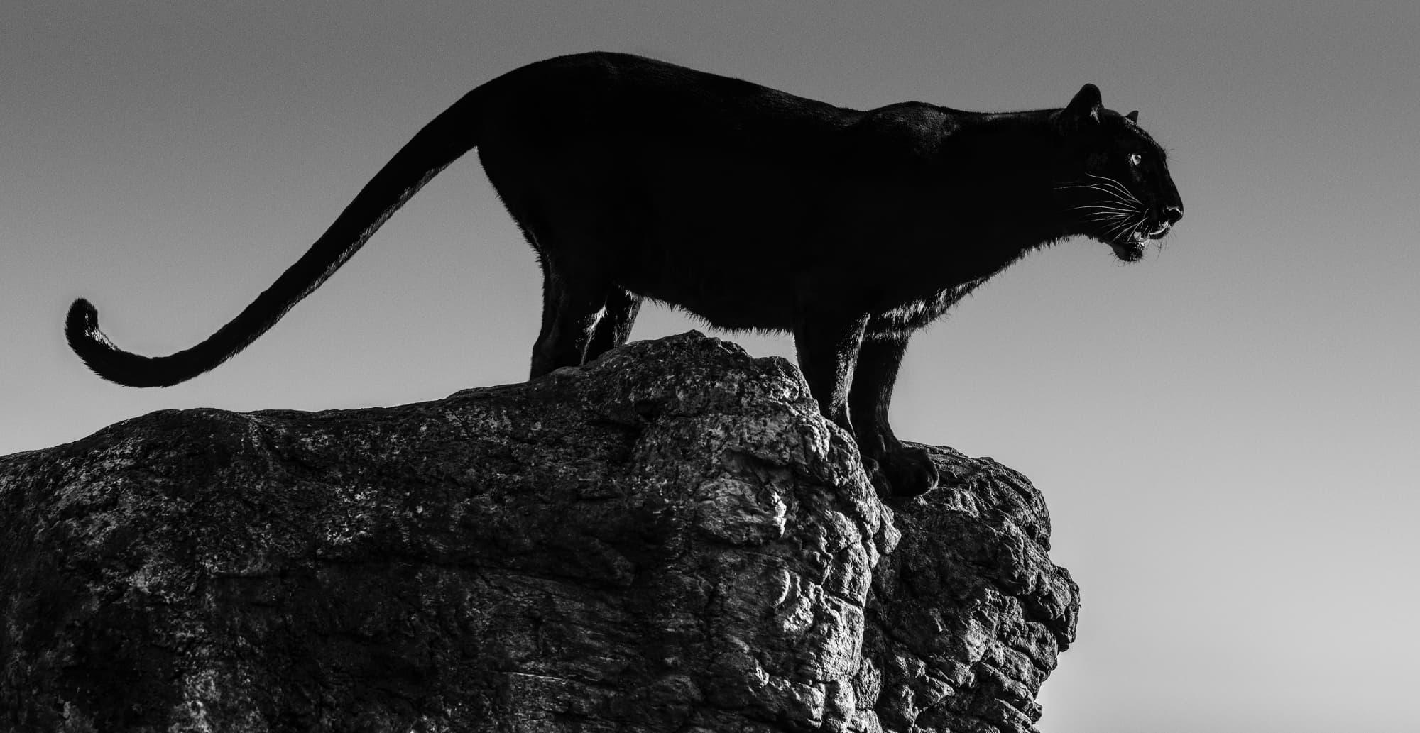 David Yarrow Black and White Photograph - Black Cat