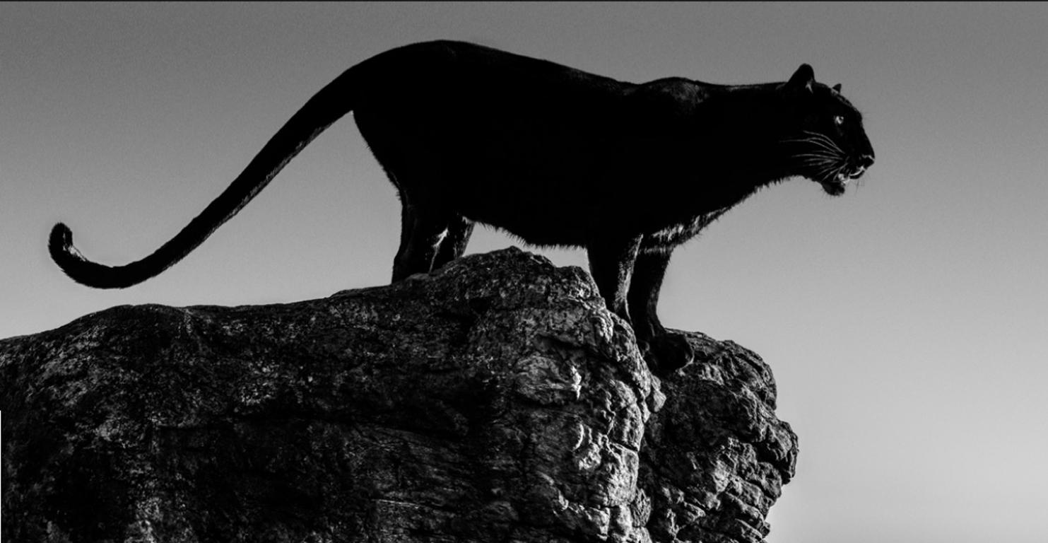 David Yarrow Black and White Photograph - Black Cat
