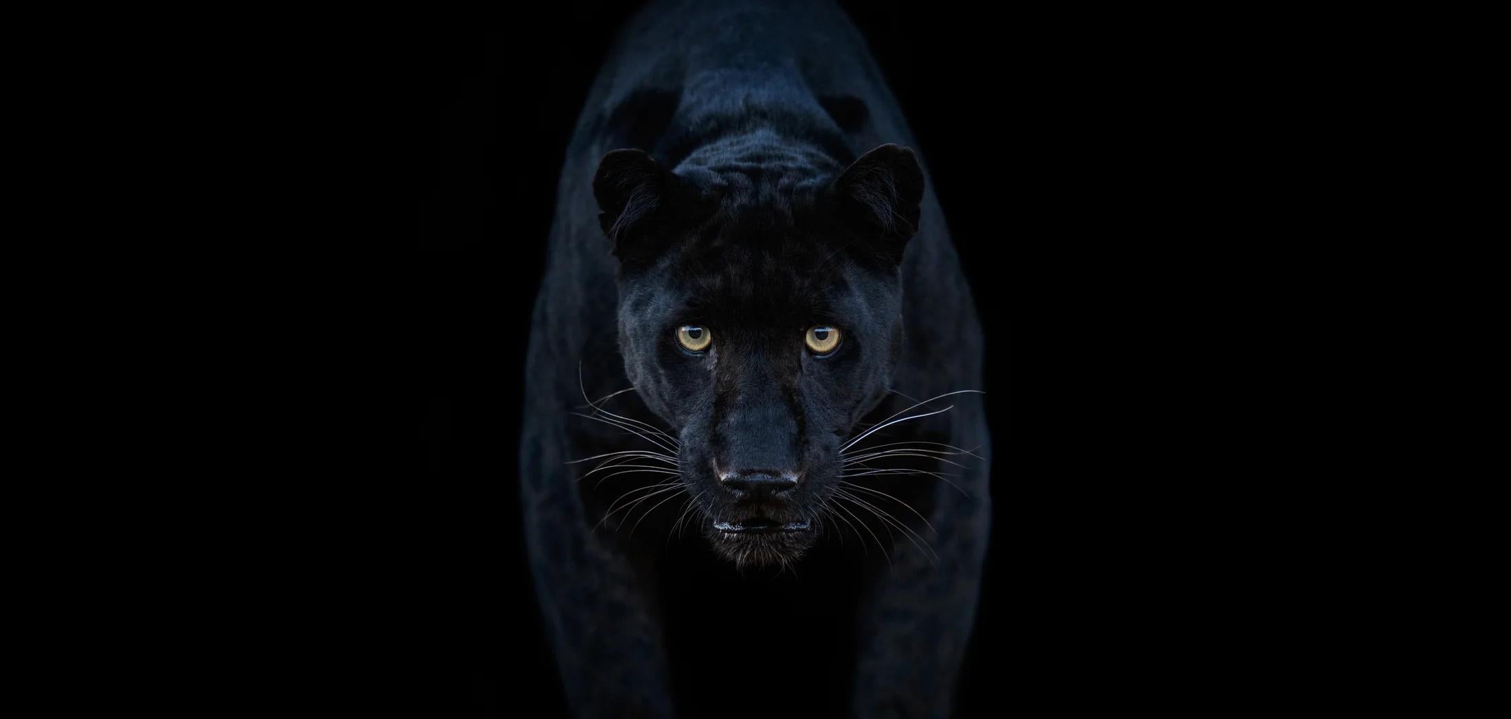 MAGIE NOIRE
Dinokeng, Afrique du Sud - 2025

Également disponible en noir et blanc.

Standard
Edition de 12 + 3 AP
Sans cadre : 37" x 78"
Encadré : 52" x 93"  

Large
Edition de 12 + 3 AP
Sans cadre : 49" x 103" 
Encadré : 64" x 118" 

Le récit de