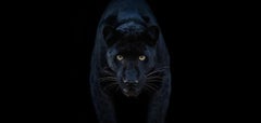Black Magic (Colour), South Africa by David Yarrow - New Release -Black Panther