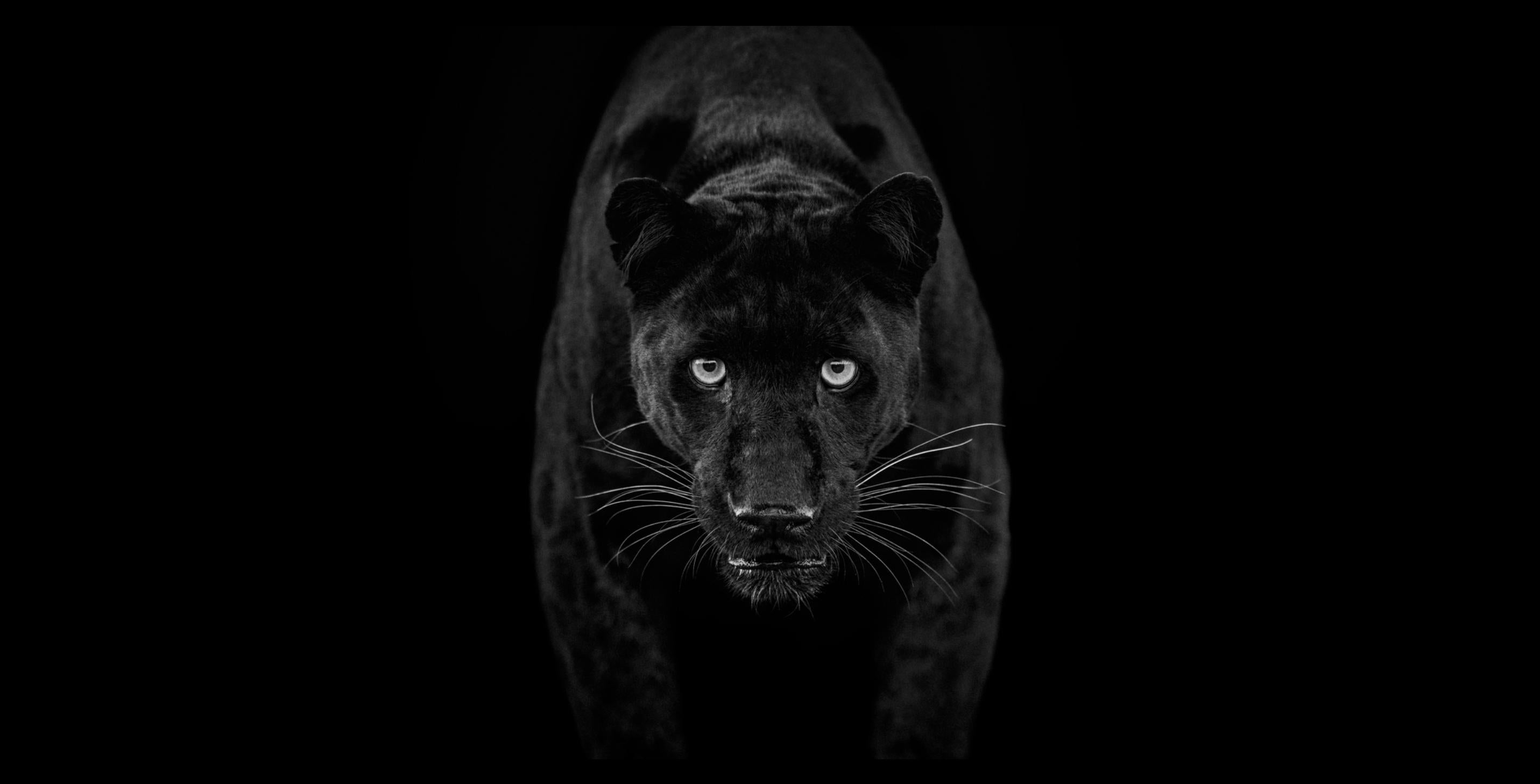 Black Magic by David Yarrow - Black Panther - South Africa