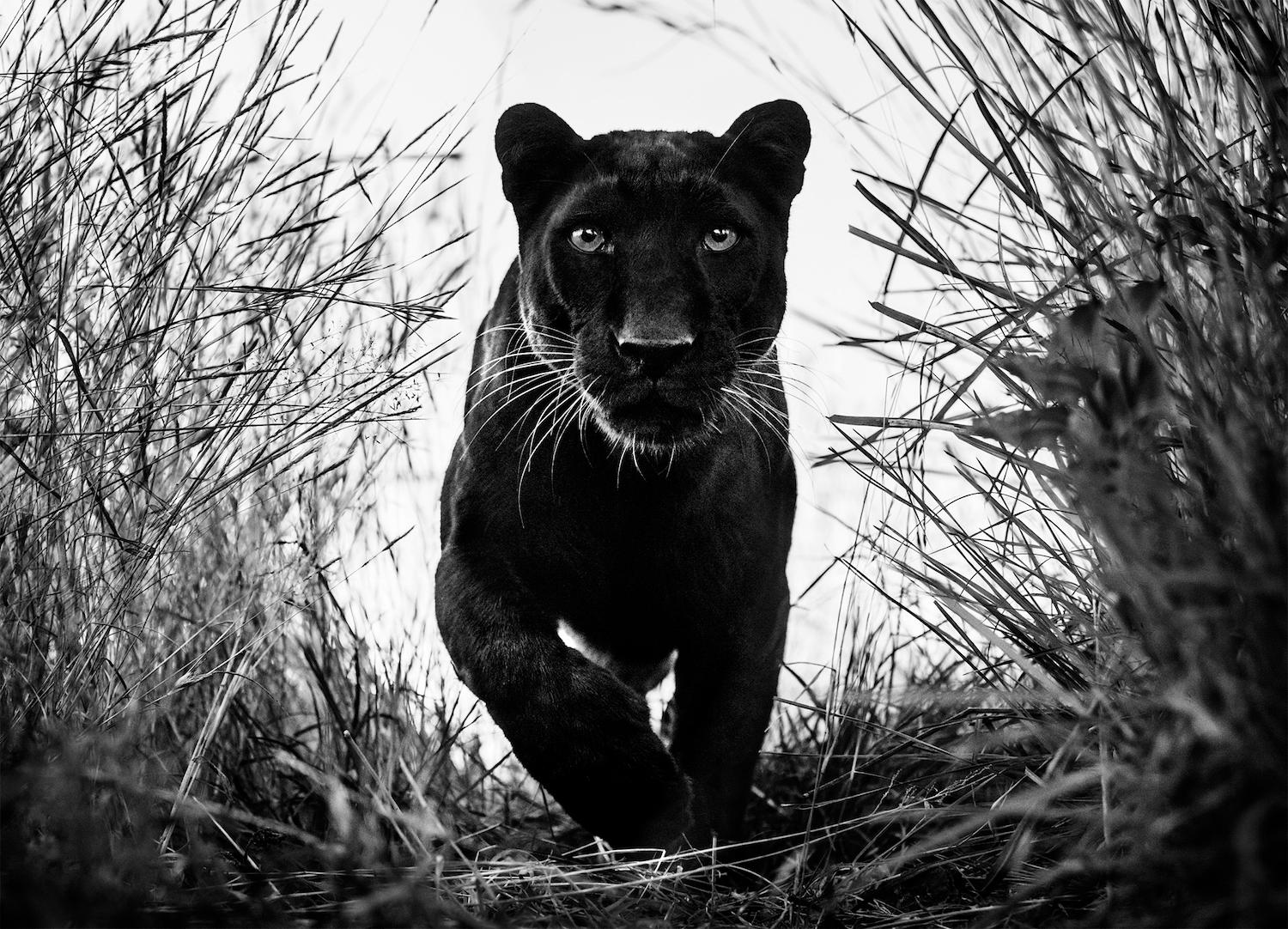 David Yarrow Animal Print - Black Panther, Archival Pigment Print, 2018, ed. 12 + 3 AP, 180 x 236 cm 