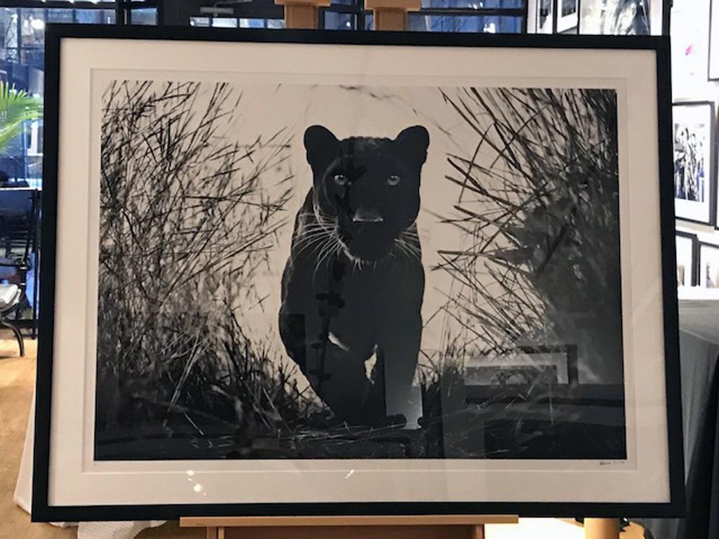 Black Panther - Photograph by David Yarrow