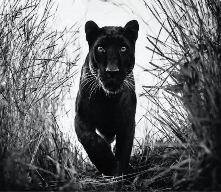 David Yarrow Black Panther For Sale at 1stDibs