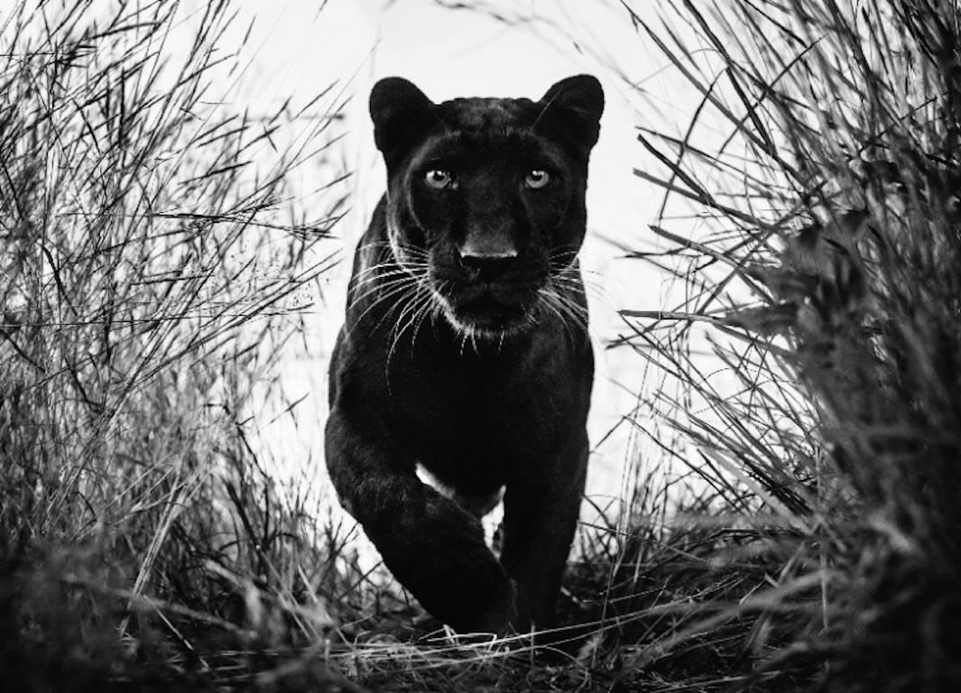 David Yarrow Landscape Photograph - Black Panther