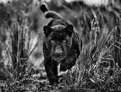 Tales de panthères noires, Afrique du Sud par David Yarrow