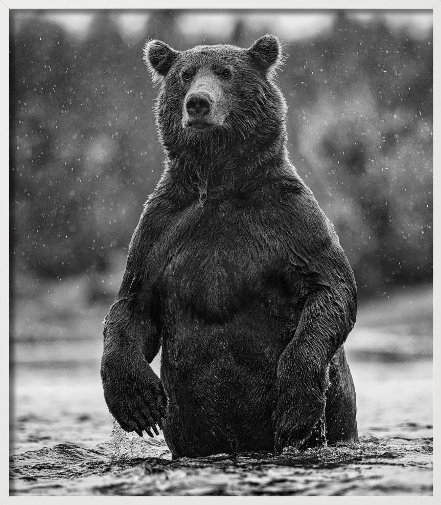 Brutus - portrait of a brown bear, Fine Art Photography, 2021 For Sale 7