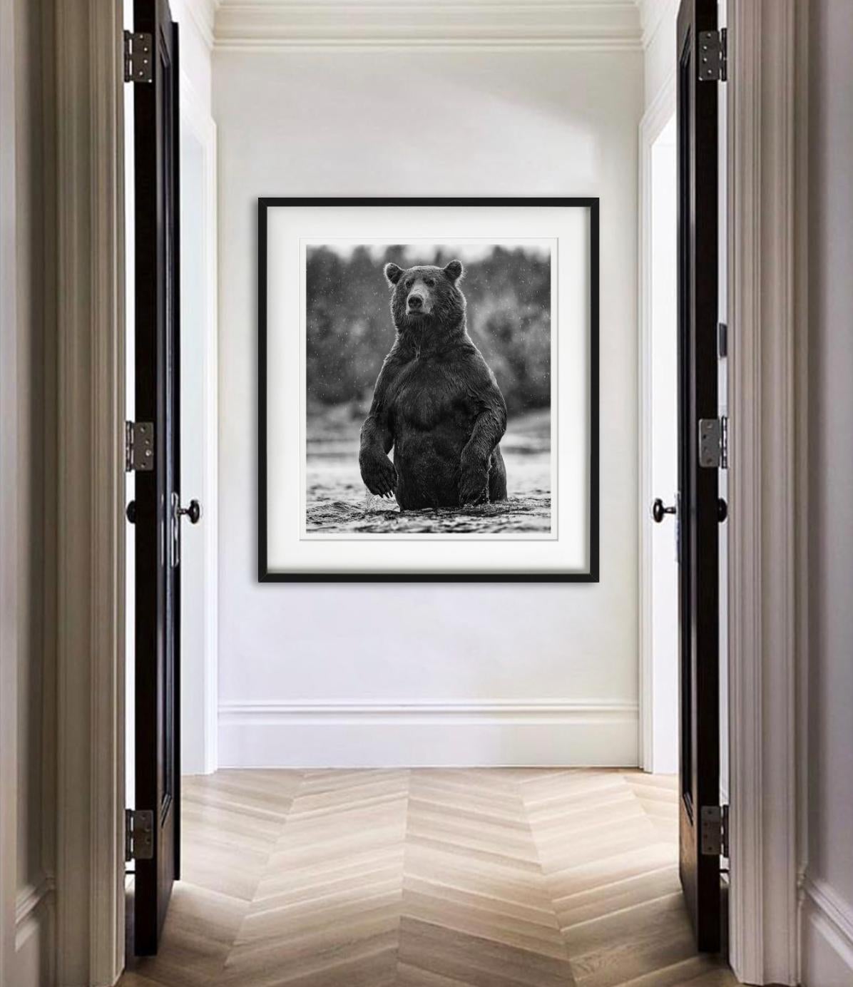 Brutus - portrait of a brown bear, Fine Art Photography, 2021 - Black Black and White Photograph by David Yarrow