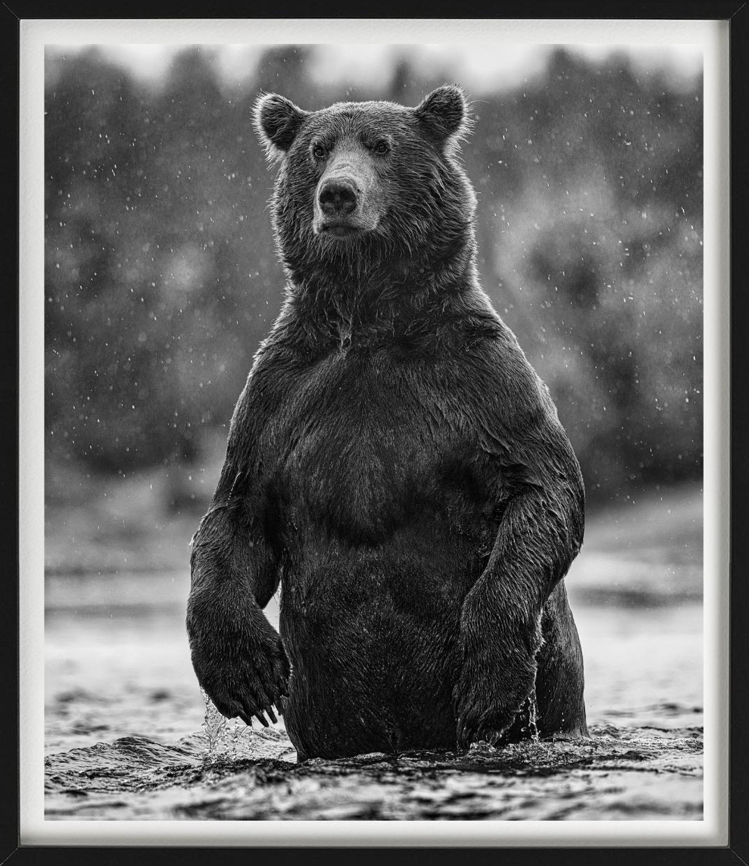 Brutus, portrait of a brown bear, black and white photography, photographed by David Yarrow.  

All prints are limited edition. Available in multiple sizes. High-end framing on request.

All prints are done and signed by the artist. The collector