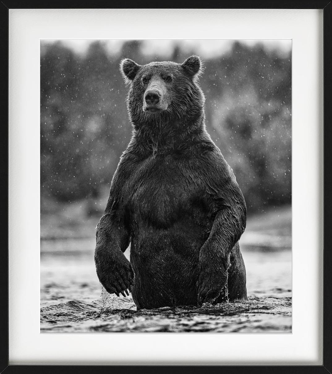 Brutus - portrait of a brown bear, Fine Art Photography, 2021 For Sale 1