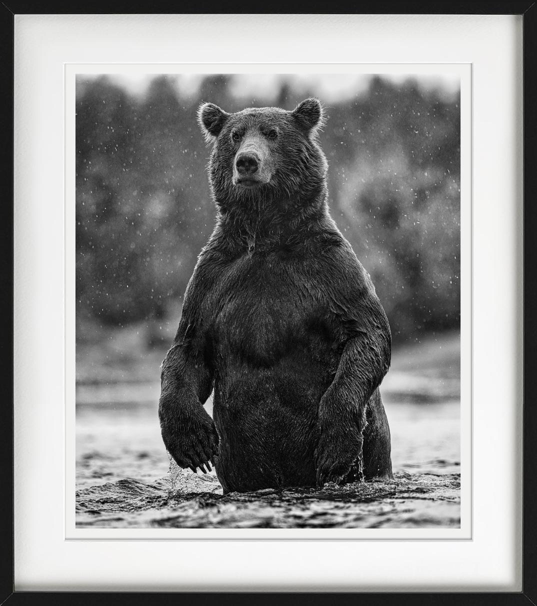 Brutus - portrait of a brown bear, Fine Art Photography, 2021 For Sale 3